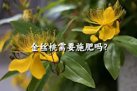 金丝桃需要施肥吗？