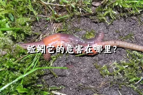 蚯蚓它的危害在哪里？