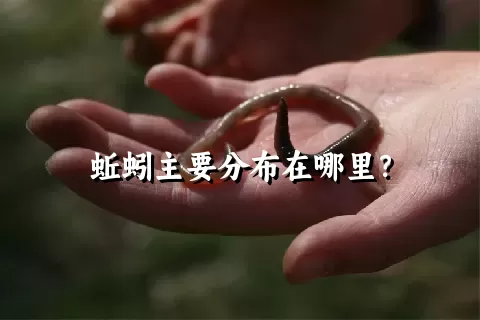 蚯蚓主要分布在哪里？