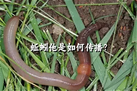 蚯蚓他是如何传播？