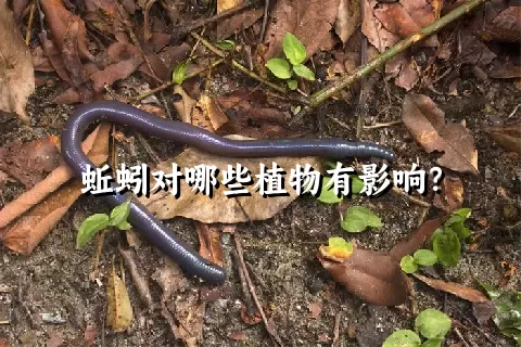 蚯蚓对哪些植物有影响？