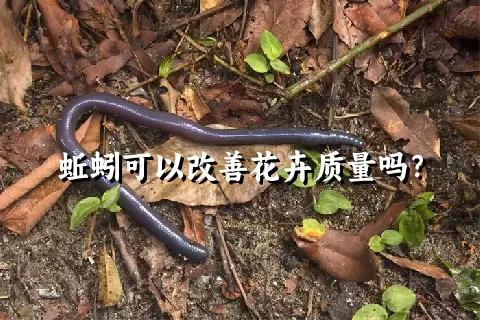 蚯蚓可以改善花卉质量吗？