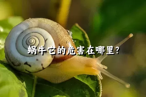 蜗牛它的危害在哪里？