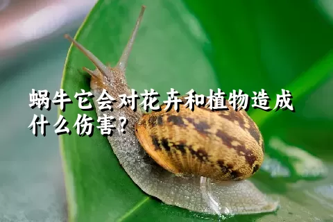 蜗牛它会对花卉和植物造成什么伤害？