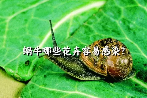 蜗牛哪些花卉容易感染？