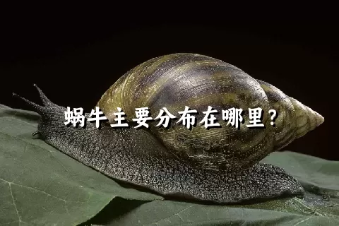 蜗牛主要分布在哪里？