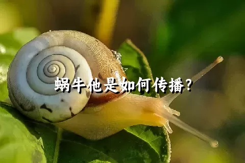 蜗牛他是如何传播？