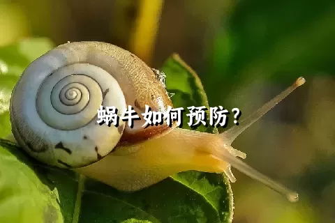 蜗牛如何预防？