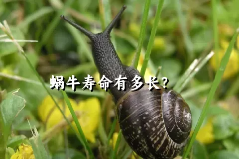 蜗牛寿命有多长？    