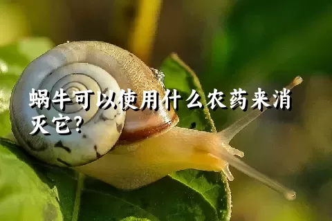 蜗牛可以使用什么农药来消灭它？