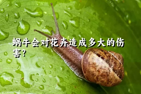 蜗牛会对花卉造成多大的伤害？