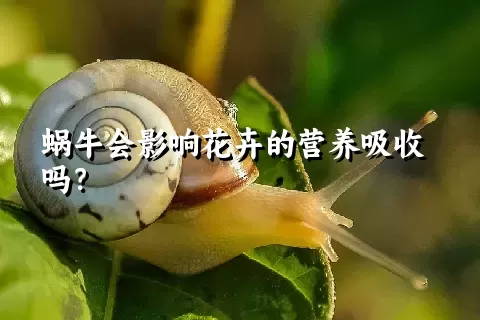 蜗牛会影响花卉的营养吸收吗？