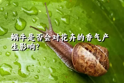 蜗牛是否会对花卉的香气产生影响？