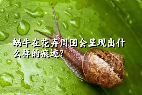 蜗牛在花卉周围会呈现出什么样的痕迹？