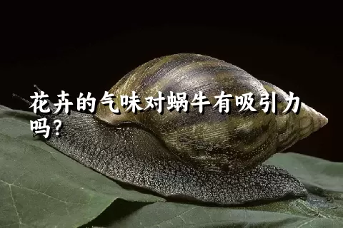 花卉的气味对蜗牛有吸引力吗？