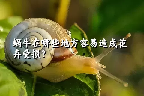 蜗牛在哪些地方容易造成花卉受损？