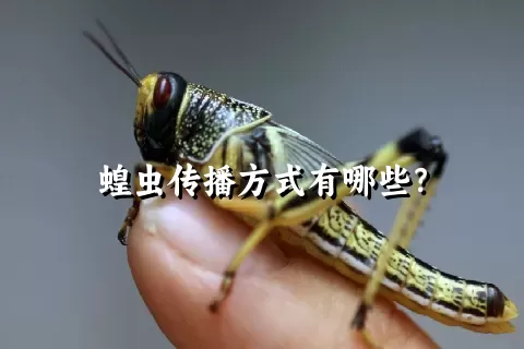 蝗虫传播方式有哪些？