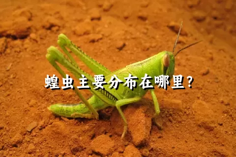 蝗虫主要分布在哪里？