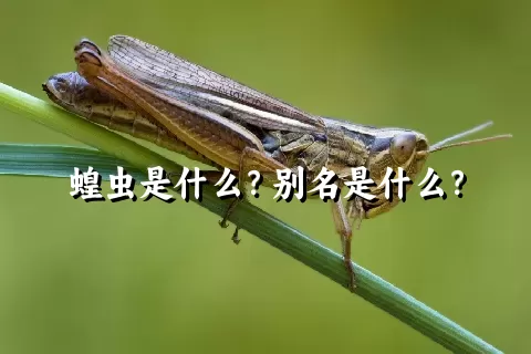 蝗虫是什么？别名是什么？