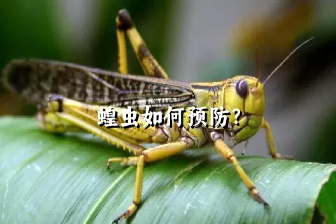 蝗虫如何预防？