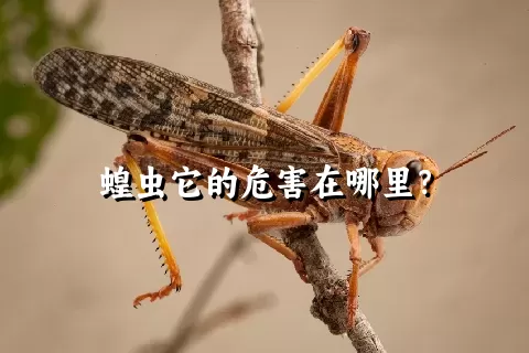 蝗虫它的危害在哪里？