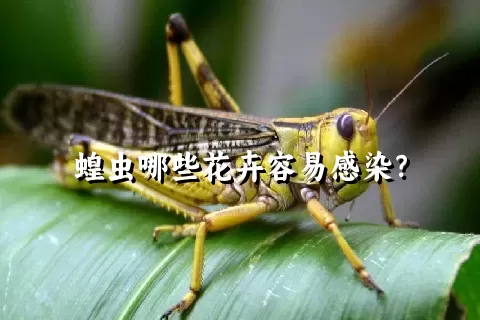 蝗虫哪些花卉容易感染？