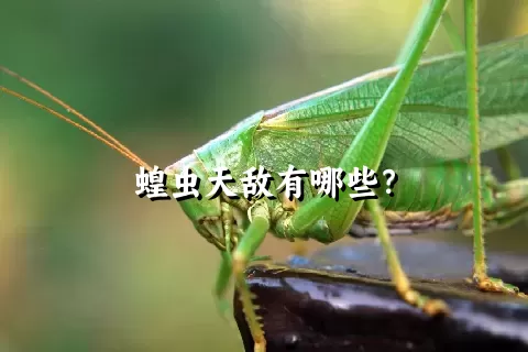 蝗虫天敌有哪些？