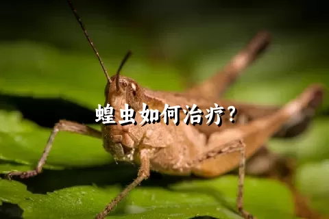 蝗虫如何治疗？