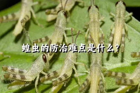 蝗虫的防治难点是什么？