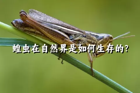 蝗虫在自然界是如何生存的？