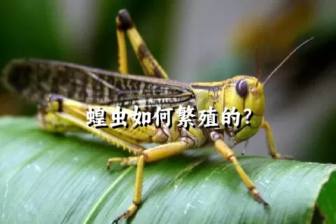 蝗虫如何繁殖的？