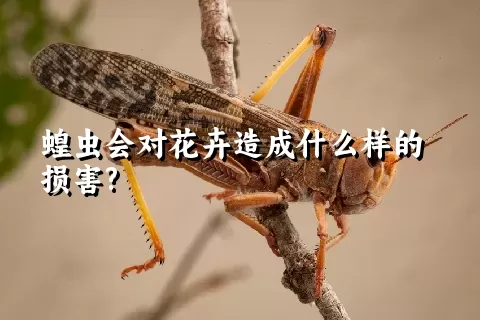 蝗虫会对花卉造成什么样的损害?