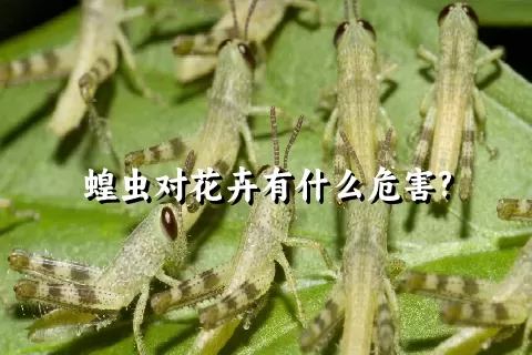 蝗虫对花卉有什么危害?