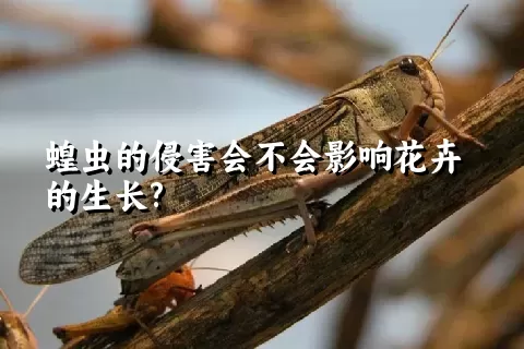 蝗虫的侵害会不会影响花卉的生长?