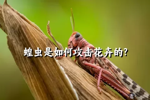 蝗虫是如何攻击花卉的?