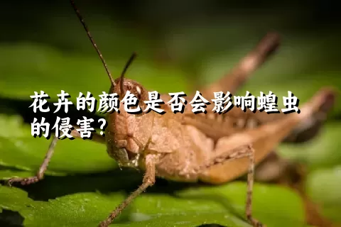 花卉的颜色是否会影响蝗虫的侵害?