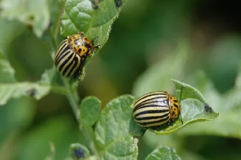 马铃薯甲虫