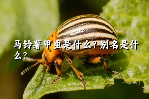 马铃薯甲虫是什么？别名是什么？