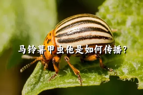 马铃薯甲虫他是如何传播？