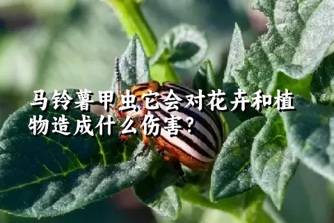 马铃薯甲虫它会对花卉和植物造成什么伤害？