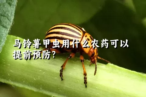 马铃薯甲虫用什么农药可以提前预防？