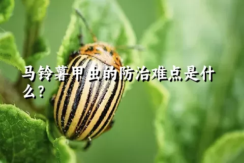 马铃薯甲虫的防治难点是什么？