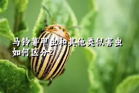 马铃薯甲虫和其他类似害虫如何区分？