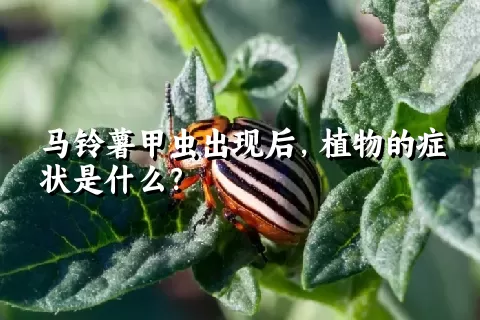 马铃薯甲虫出现后，植物的症状是什么？