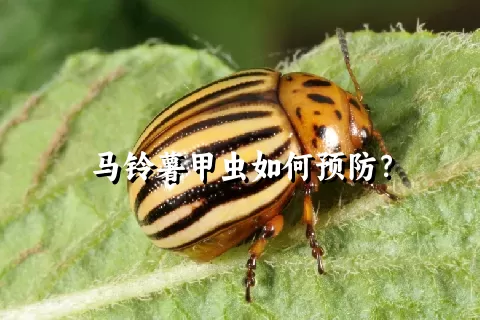 马铃薯甲虫如何预防？