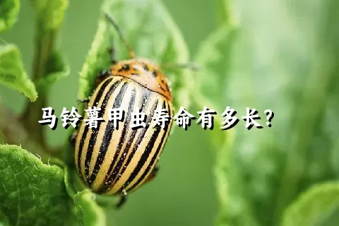 马铃薯甲虫寿命有多长？    