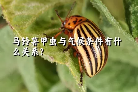 马铃薯甲虫与气候条件有什么关系？