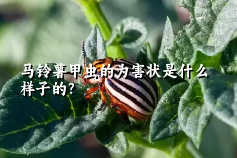 马铃薯甲虫的为害状是什么样子的？