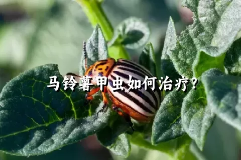 马铃薯甲虫如何治疗？