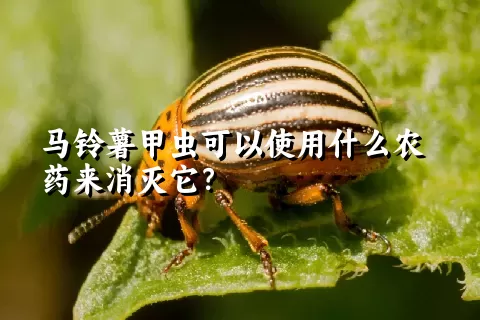 马铃薯甲虫可以使用什么农药来消灭它？